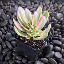 Image result for Crassula granvikii