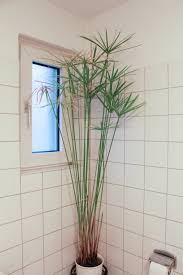 Das zypergras (cyperus alternifolius), auch wechselblättriges zyperngras genannt, ist eine herrlich pflegeleichte zimmerpflanze aus der familie der sauergräser (cyperaceae). Zyperngras Dragonflys Home Garden