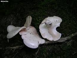 Image result for Clitopilus prunulus