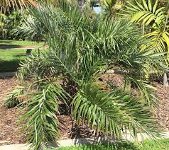 Seashore Palm Allagoptera Arenaria Is Native To Coastal Areas Of South America And Tolerates Salt Conditions It Is A Relati Trees To Plant Plants Palm Trees