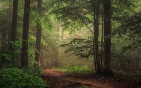 Check spelling or type a new query. 210 4k Ultra Hd Forest Wallpapers Background Images