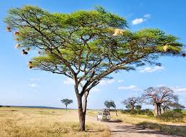 نتیجه جستجوی لغت [acacia] در گوگل