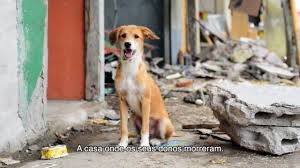 Alimentação com ração seca e úmida. Terremoto No Equador Entregamos 30 Toneladas De Racao Para Caes E Gatos World Animal Protection