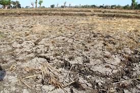 Bagaimana untuk mengembangkan agrikultur di indonesia? Kekeringan Lahan Pertanian Di Ntt Bagaimana Solusinya Mongabay Co Id Mongabay Co Id