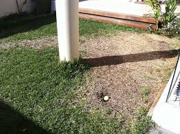 How to dethatch sir walter lawn : What Is A Good Strategy To Fix Up A Lawn In Winter Gardening Landscaping Stack Exchange