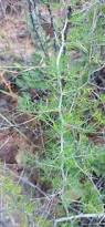 Image result for Asparagus suaveolens