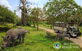 Taman buaya @ pasir gudang.terdapat dua cara untuk menjadikan lidah buaya sebagai obat wasir alami. Bali Safari Marine Park Peta Lokasi Jam Buka Harga Tiket Masuk