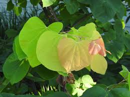 The flowers are a beautiful lavender and the uniqueness of the yellow heart shape leaves will make your landscape the envy of the block. Woody Of The Week Rising Sun Redbud Bygl
