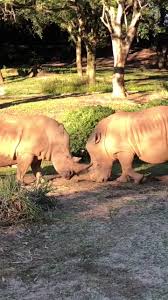 😳 🦛 #iwantahippoforchristmas #hippopotamus #hippo #hippoattack #fyp  #disney #disneysanimalkingdom #jumanji