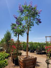 Image result for Jacaranda mimosifolia