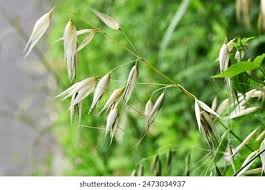 Image result for Avena byzantina