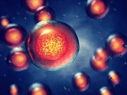 الخلايا الجذعية هي تلك الخلايا التي خصصها الخالق عز وجل وجعلها سببا في القدرة على الإنقسام والتكاثر وتجديد نفسها، كما لها القدرة أيضا في تكوين خلية بالغة، وتكمن أهميتها في إستطاعتها على تكوين أي نوع من الخلايا المتخصصة مثل كل من (خلايا العضلات، والخلايا الجلدية، والخلايا. Sohati ÙÙˆØ§Ø¦Ø¯ Ø§Ù„Ø®Ù„Ø§ÙŠØ§ Ø§Ù„Ø¬Ø°Ø¹ÙŠØ© ÙÙŠ Ø§Ù„Ø­Ø¨Ù„ Ø§Ù„Ø³Ø± ÙŠ Ø§Ù„Ø®Ø§Øµ Ø¨Ø·ÙÙ„Ùƒ
