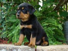 Puppyfinder.com is your source for finding an ideal rottweiler puppy for sale in maine, usa area. Winnipeg Rottweiler Dogs Puppies For Sale Classifieds At Eclassifieds 4u