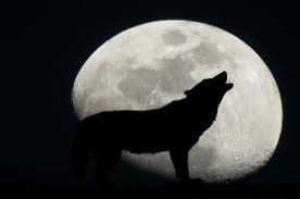 Check spelling or type a new query. Why Do Wolves Howl At The Moon Wonderopolis