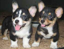 Explore 14 listings for corgi puppies for sale uk at best prices. Pembroke Welsh Corgi Puppies For Sale Albany Ny 113678