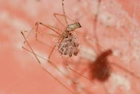 They are highly sensitive to vibrations and will close in on an unsuspecting arthropod rapidly if it happens to wander into its web. Baby Spiders And Some Cool Spider Books Growing With Science Blog