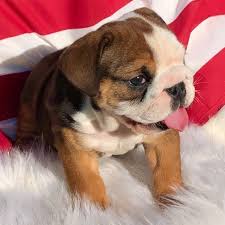 Jul 13, 2021 · the cost to buy an english bulldog varies greatly and depends on many factors such as the breeders' location, reputation, litter size, lineage of the puppy, breed popularity (supply and demand), training, socialization efforts, breed lines and much more. English Bulldog Puppies For Sale Under 1000 Near Me Usa Canada