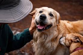 Image result for golden retriever