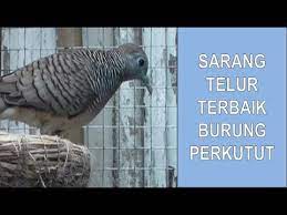 Hindari meletakkan kandang dengan sirkulasi yang panas atau basah karena akan mengakibatkan telur perkutut menjadi kopyor dan tidak maksimal. Tempat Terbaik Burung Perkutut Untuk Bertelur Youtube