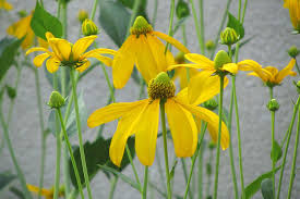 Image result for Rudbeckia laciniata