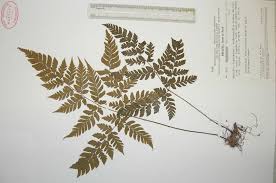 Image result for Triplophyllum