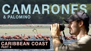 Birding In Camarones La Guajira Palomino Indigenous Group Bird Watching