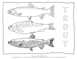 When it gets too hot to play outside, these summer printables of beaches, fish, flowers, and more will keep kids entertained. Trout Coloring Page Collectionfrom Our Wonderweirded Fish Coloring Pages Types Of Trout Species Fish Coloring Page Coloring Pages Rainbow Fish Coloring Page