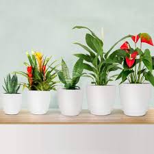 Best indoor flowering plants singapore. Buy Plastic Planter Homenote 7 6 5 5 4 8 4 5 Inch Flower Pot Indoor Modern Decorative Plastic Pots For Plants With Drainage Hole And Tray For All House Plants Succulents Flowers And Cactus White Online In Turkey