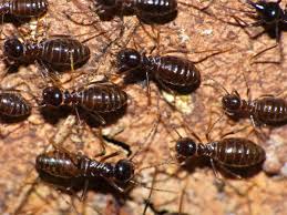 Wood can also be treated directly if termites are inside. Why You Need A Professional To Kill Termites Triangle Pest Control