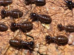 You should seek bids from several businesses before making your final decision. Why You Need A Professional To Kill Termites Triangle Pest Control