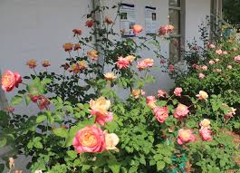 We did not find results for: Alternative Rose Options For Florida Nurseries Panhandle Agriculture