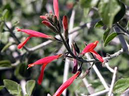 Image result for Justicia odora