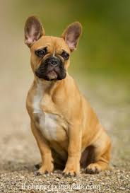 Popular french bulldog simulated of good quality and at affordable prices you can buy on aliexpress. French Bulldog Breed Information Center The Complete Frenchie Guide