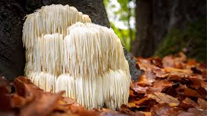 Lions mane crab cakes forest and. Archaeology Of Mushrooms Lion S Mane Chef S Mandala