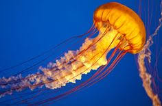 Maybe you would like to learn more about one of these? 22 Ide Ubur Ubur Ubur Ubur Lautan Hewan