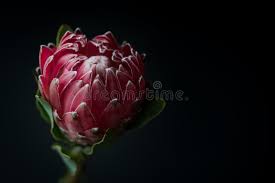 Queen Protea Flower Macro On Black Background Royalty Free Stock Images Protea Flower Black Backgrounds Flowers
