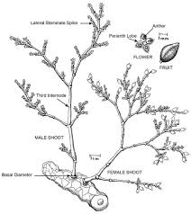 Image result for Viscum littorum