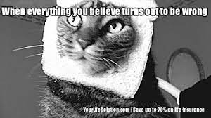 Cat Memes Gifs Wifflegif