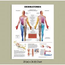 Back Talk Systems Colorado Muscular System Anatomical Chart