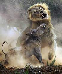 Definitely NOT The Lion King: Warthog becomes prey of hungry wild cat in stunning photos | Nature | News | Express.co.uk