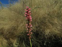 Image result for Satyrium macrophyllum