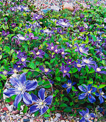 Растение названо в честь дочери лордов хершел. Bodendecker Clematis Arabella Clematis Waldrebe Bei Baldur Garten