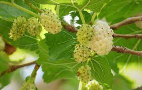 The leaves on this tree look just. List Of Types Of Berries Gardening Channel