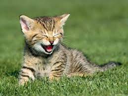 Imagens De Alegria E Felicidade Home Facebook