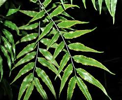 Image result for Arthropteris
