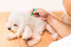We did the research to find best flea medicine for dogs. Petco On Twitter Never Give Your Dog Flea Tick Prevention Meant For Cats Or Vice Versa They Are Not Interchangeable Summersafety