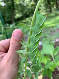 Bt does not immediately kill caterpillars on contact. This Hulk Of A Caterpillar Destroyed One Of My Tomato Plants Overnight It Sure Is Beautiful Though Gardening