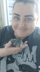 Adopting a budgie from a shelter