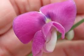 Image result for Sphenostylis