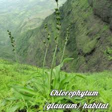 Image result for Chlorophytum macrosporum